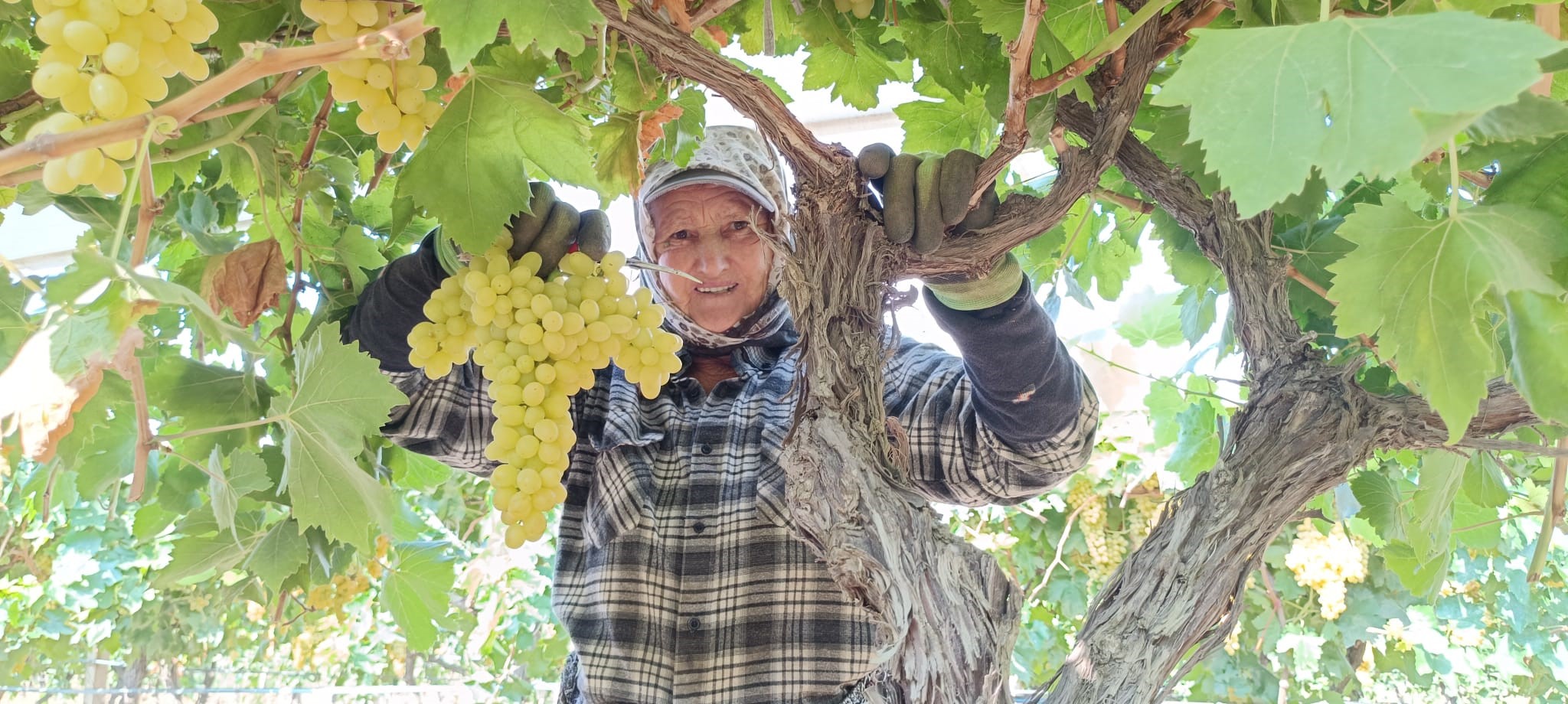 Devasa Üzüm Salkımını Bulan Işçiye Bahşiş (3)