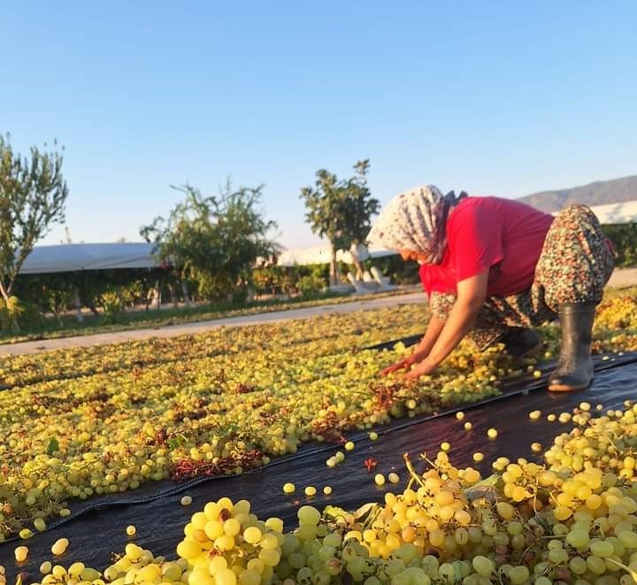 Üzümcünün Gözü Kulağı Meteorolojide (1)