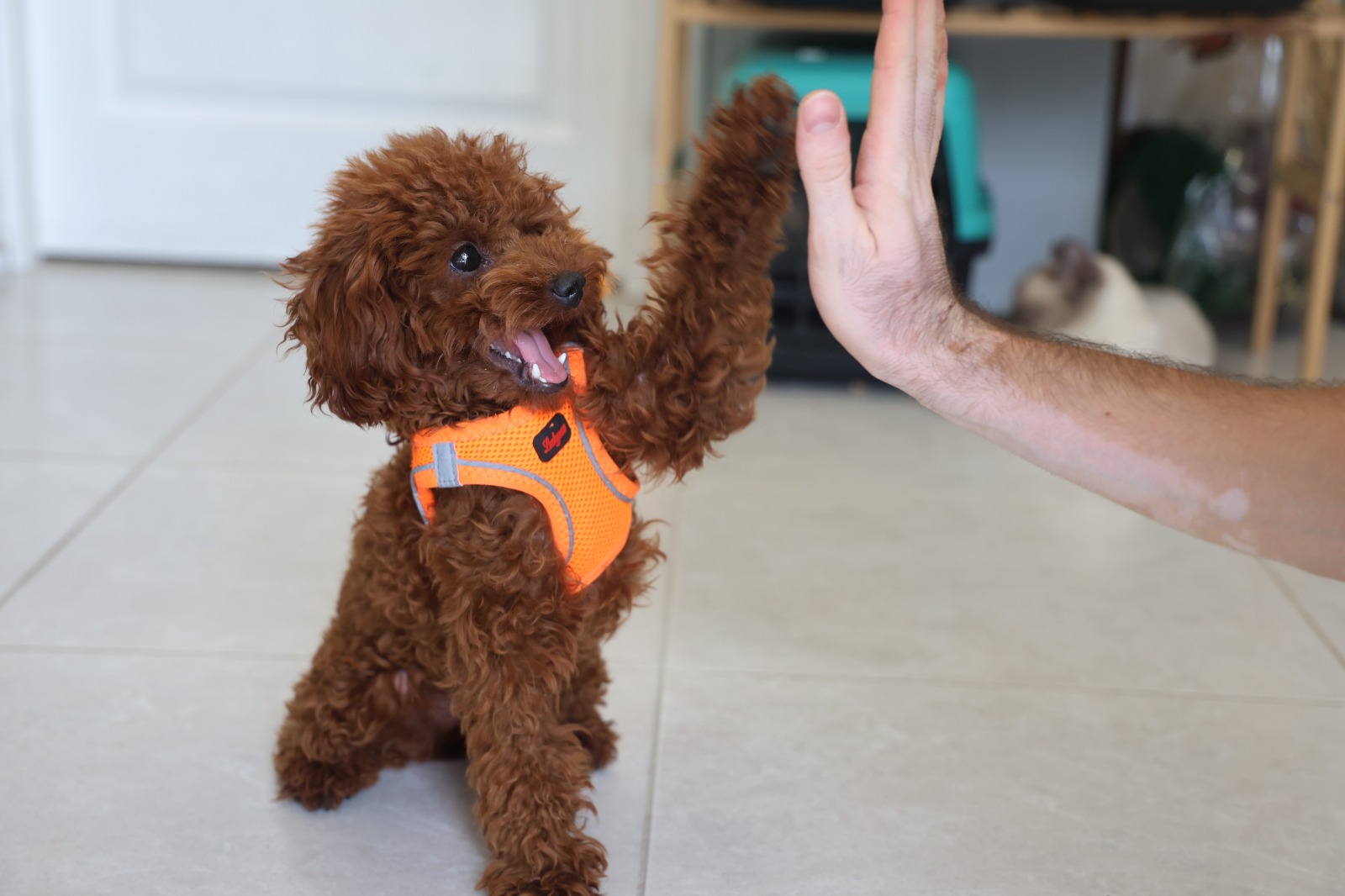 Köpek Ile Kedinin Dostluğu Görenleri Hayretler Içerisinde Bırakıyor1 (2)