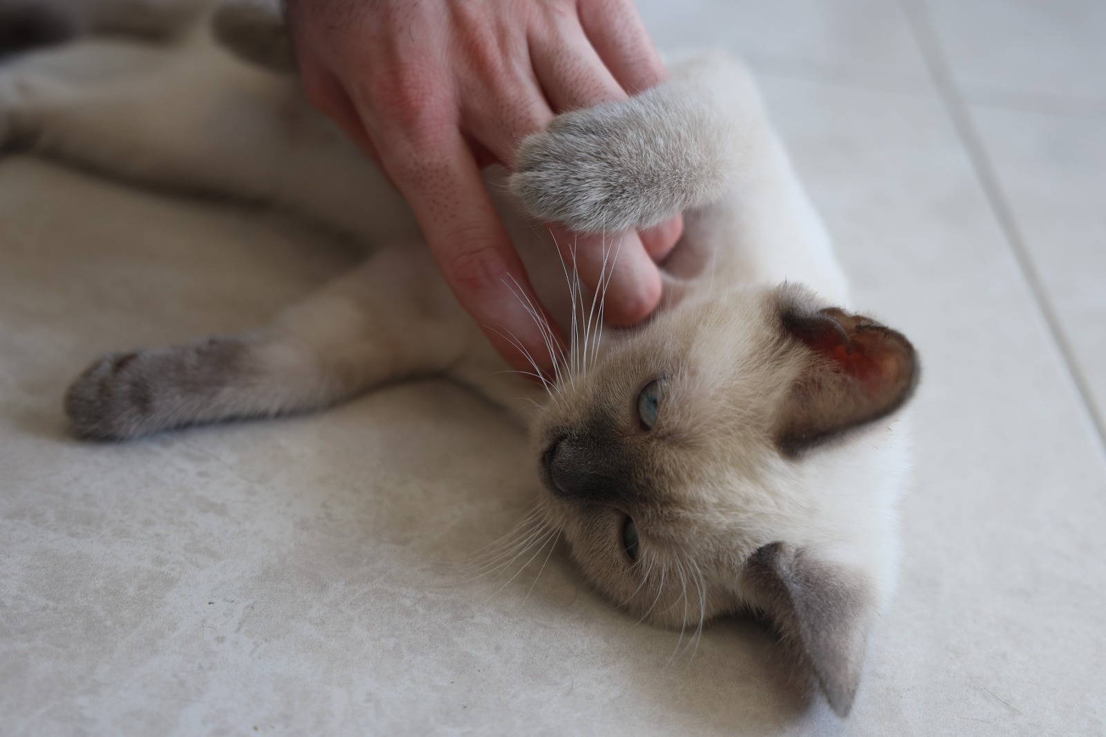 Köpek Ile Kedinin Dostluğu Görenleri Hayretler Içerisinde Bırakıyor1 (4)-1