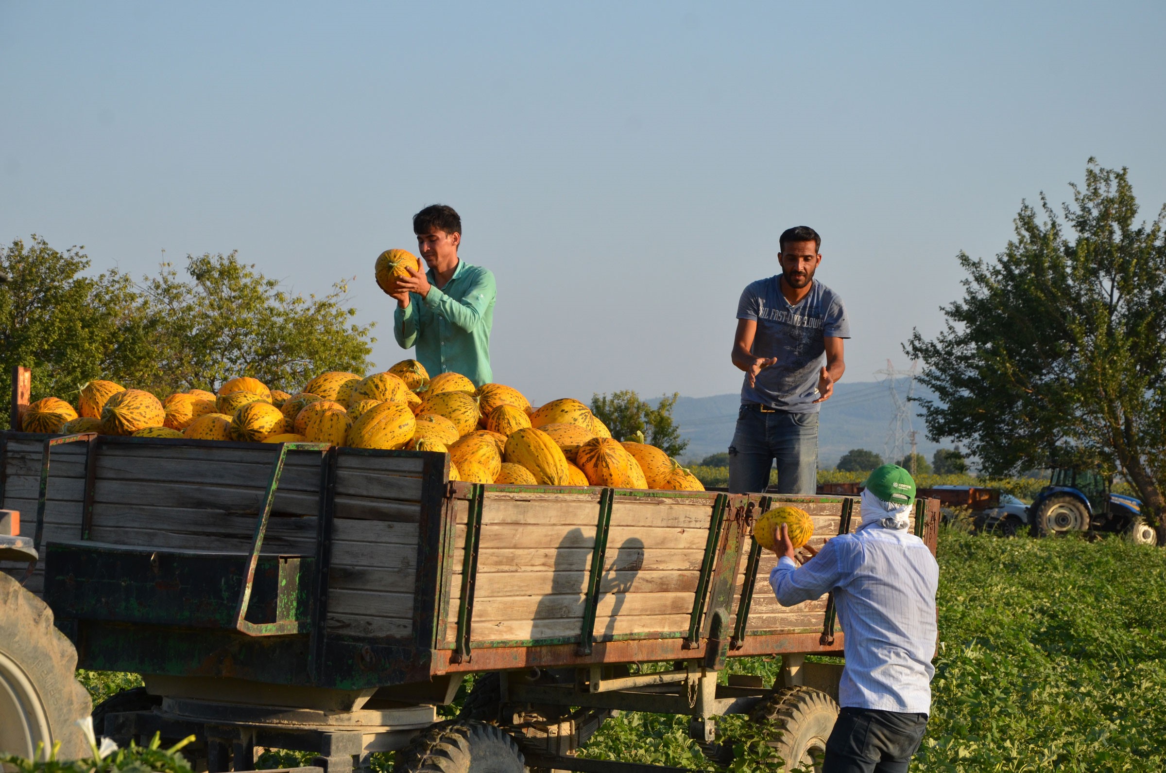 Kavun Hasatı (1)