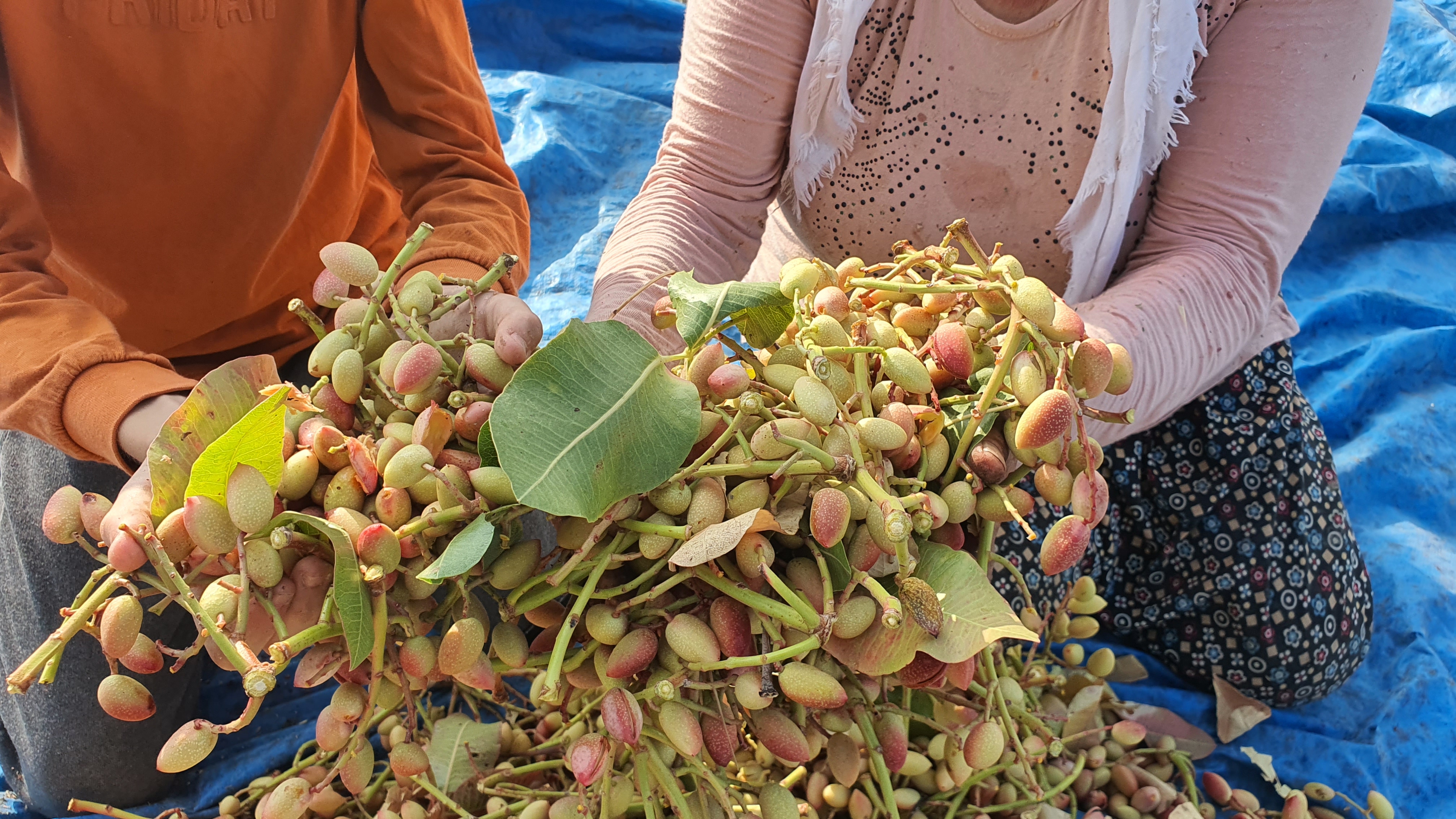 Manisa'da Hasadı Başladı 270 Ton Rekoltesi Var (2)