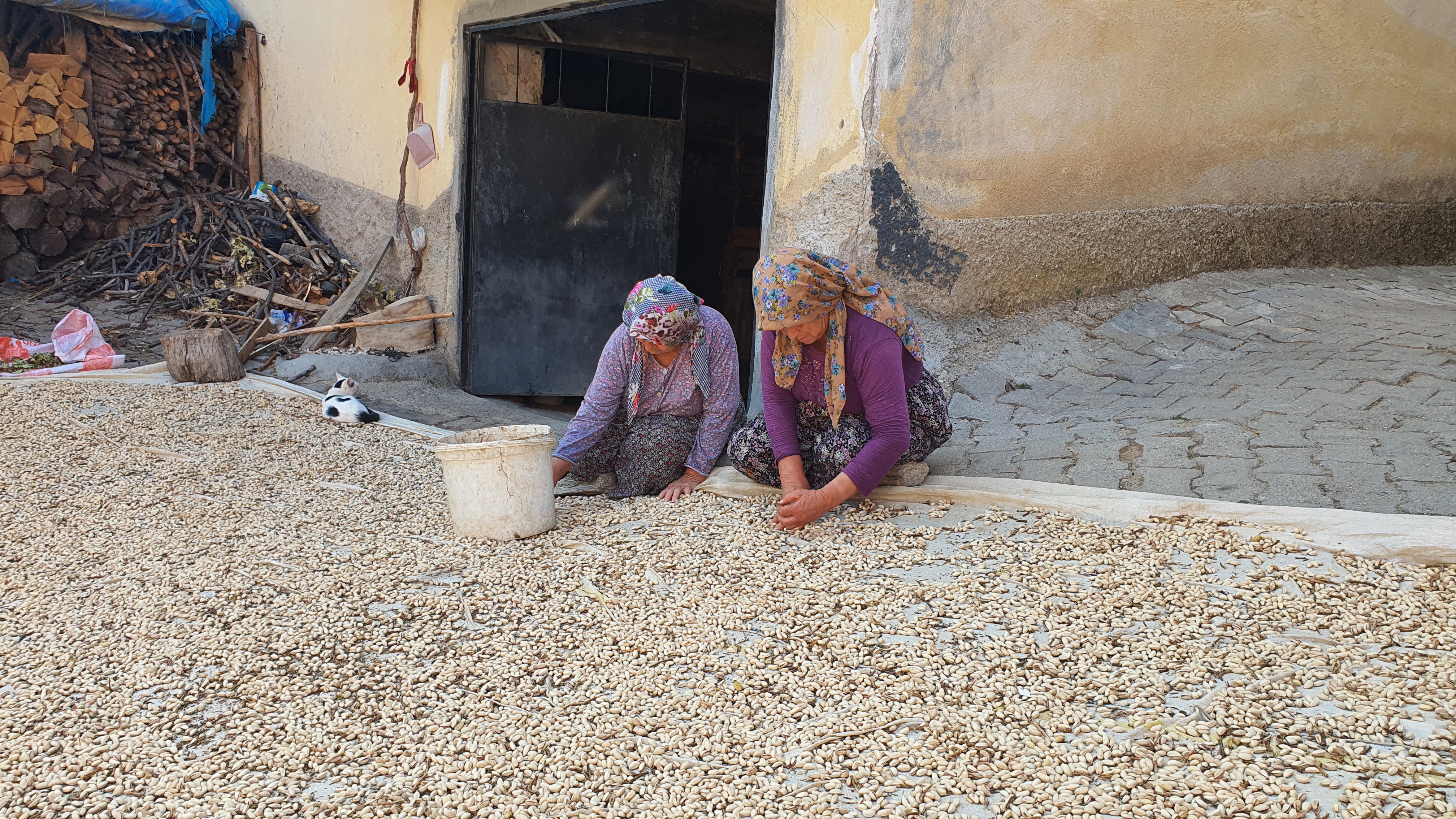 Manisa'da Hasadı Başladı 270 Ton Rekoltesi Var (6)