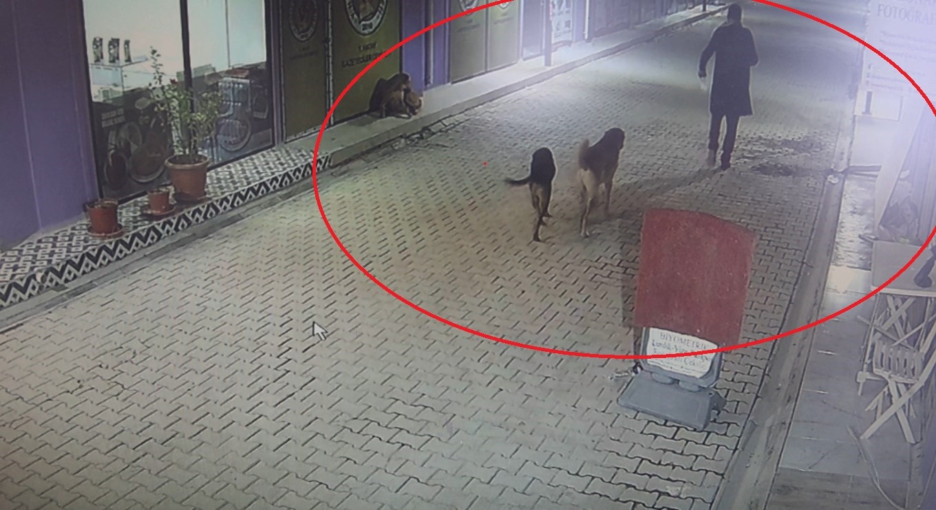 Akılalmaz Olay İş Yerinin Kapısını Açıp Kedileri Köpeklere Parçalattı (5)