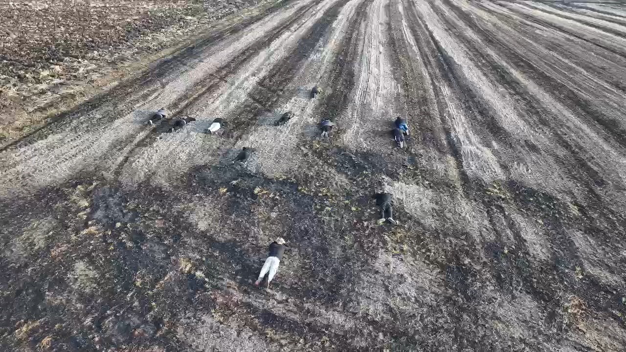 Kaçak Göçmenlerin Tarlada Yakalanma Anı Dron Kamerasında (3)