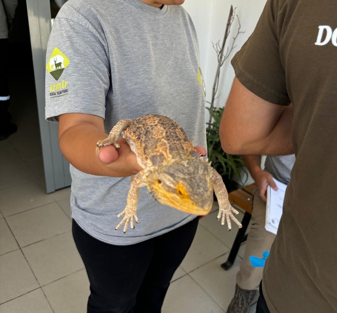 Manisa'da Mısır Yılanı Ve Sakallı Ejder Satışı Yapan Petshopa Ceza (3)