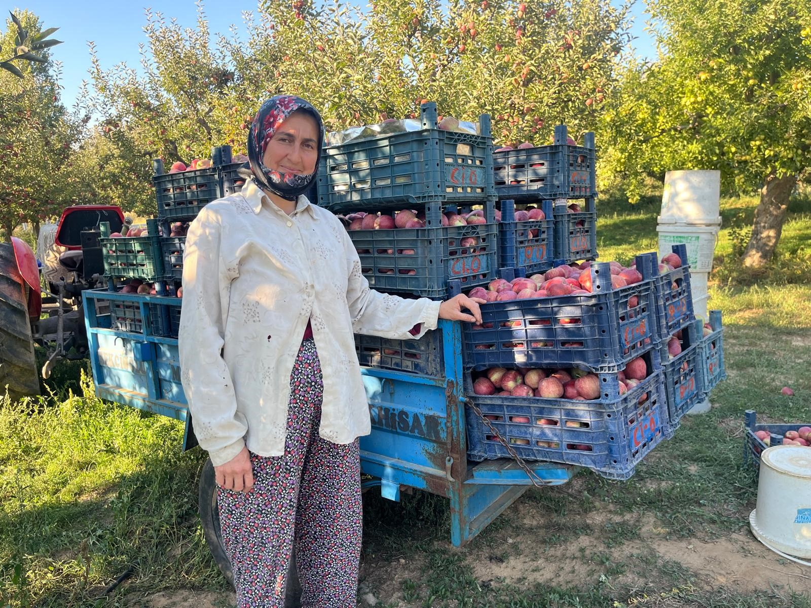 Elma Verimi Üreticinin Yüzünü Güldürdü (2)