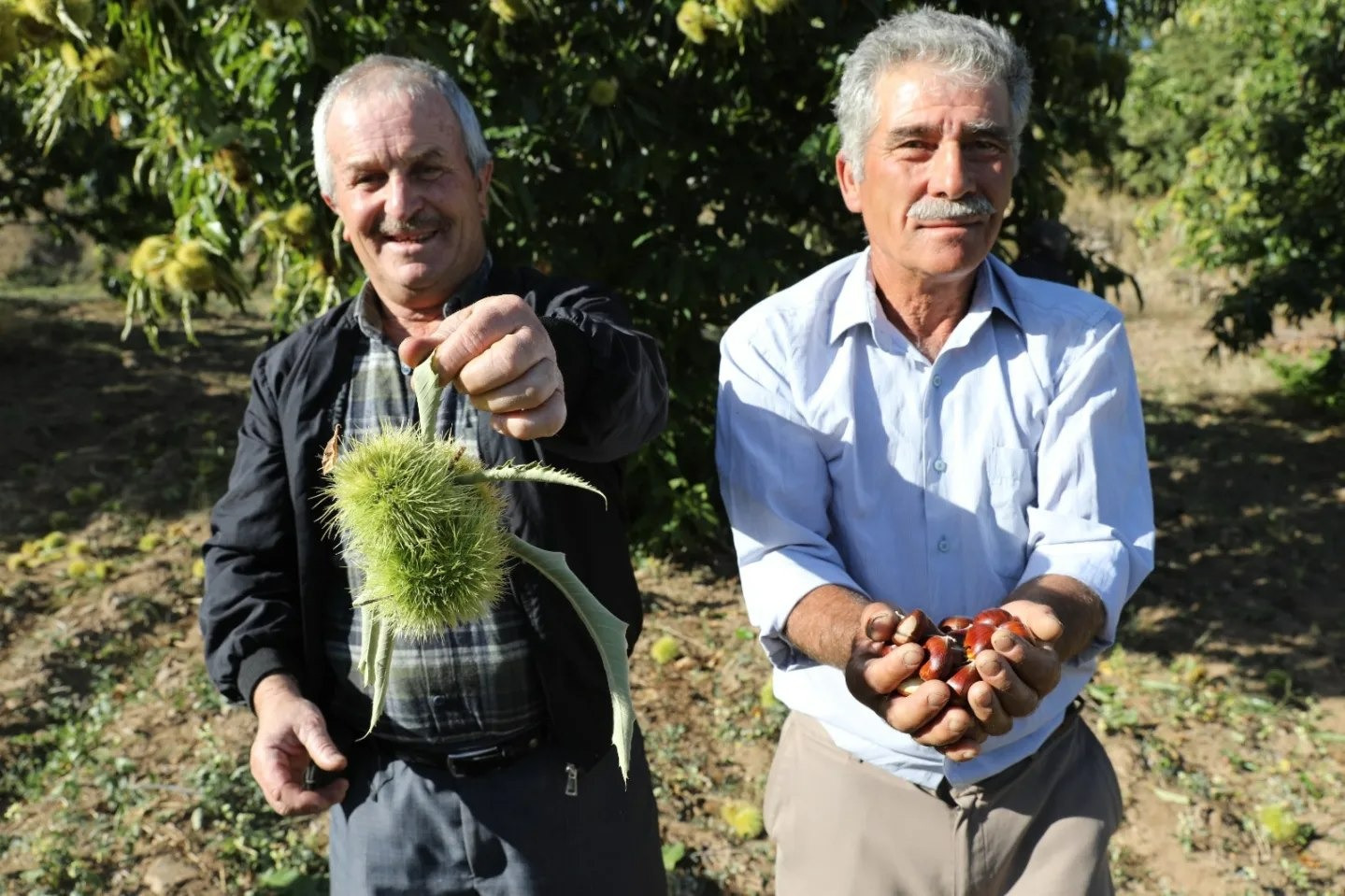 Manisa'da Kestane Hasadı Coşkusu 820 Ton Rekolte Kapıda (1)