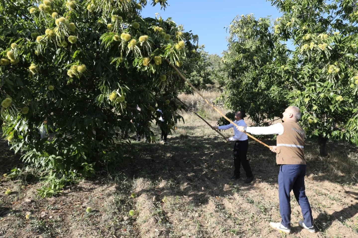 Manisa'da Kestane Hasadı Coşkusu 820 Ton Rekolte Kapıda (8)