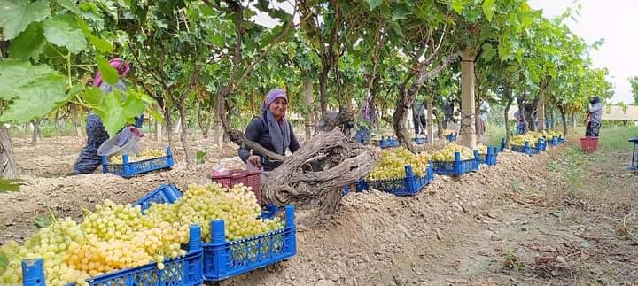 Sarıgöl'de Yaş Üzümün Kilosu 70 Lirayı Gördü (2)