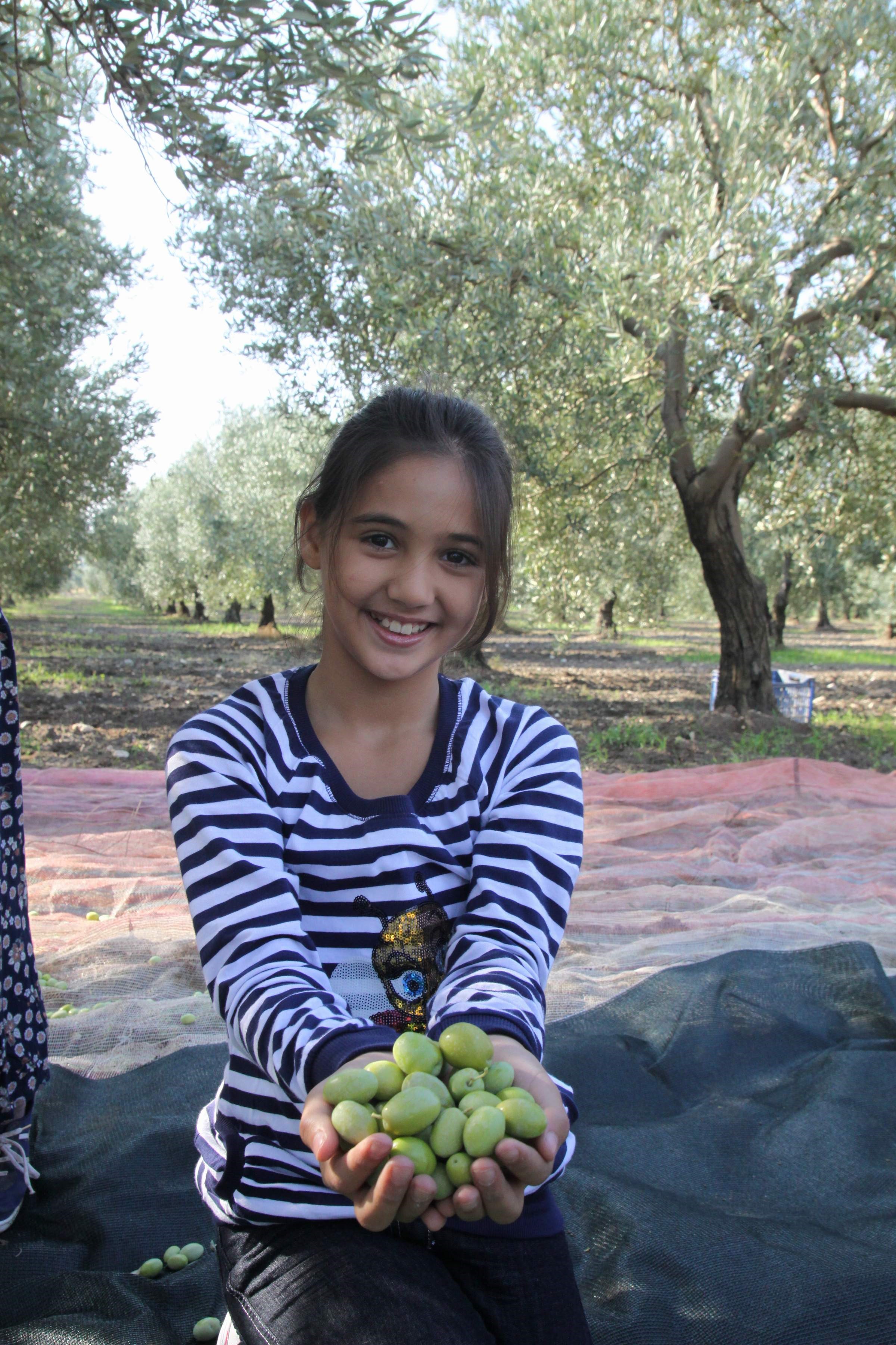 Sofralık Zeytin Ihracatında Tarihi Rekor (2)