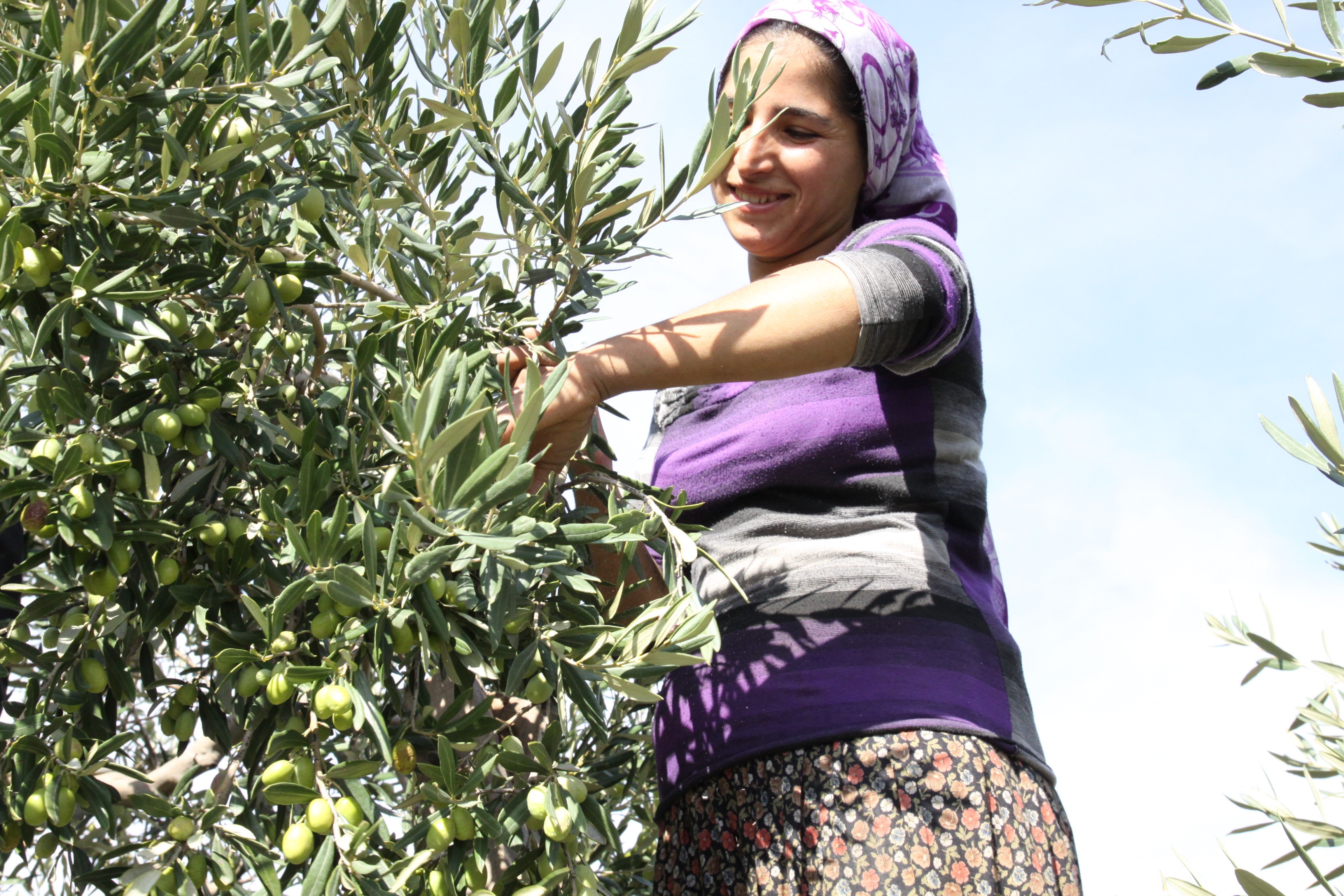 Sofralık Zeytin Ihracatında Tarihi Rekor (8)