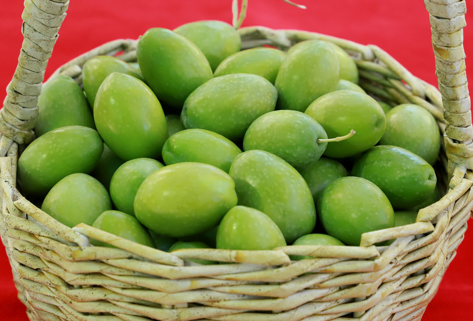 Manisa’da 12.Zeytin Hasat Şenliği (2)