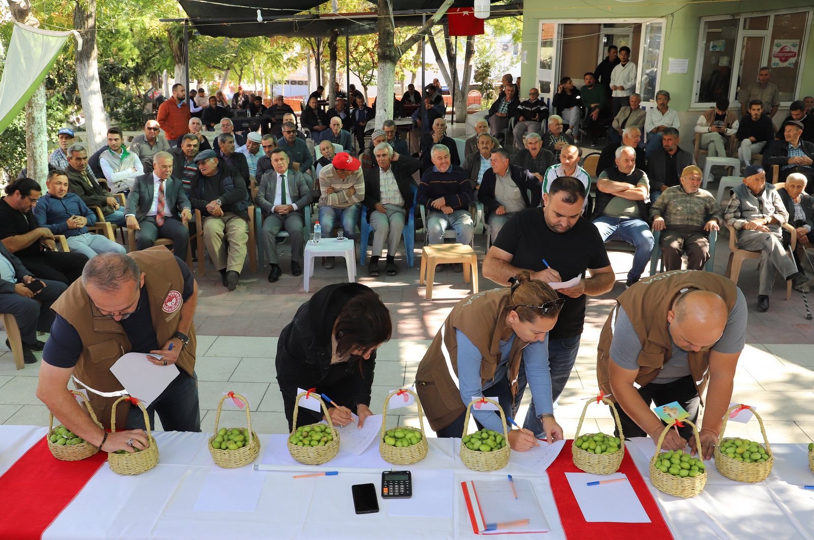 Manisa’da 12.Zeytin Hasat Şenliği (6)