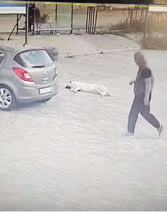 Vicdansız sürücü otomobille köpeğin üzerinden geçti