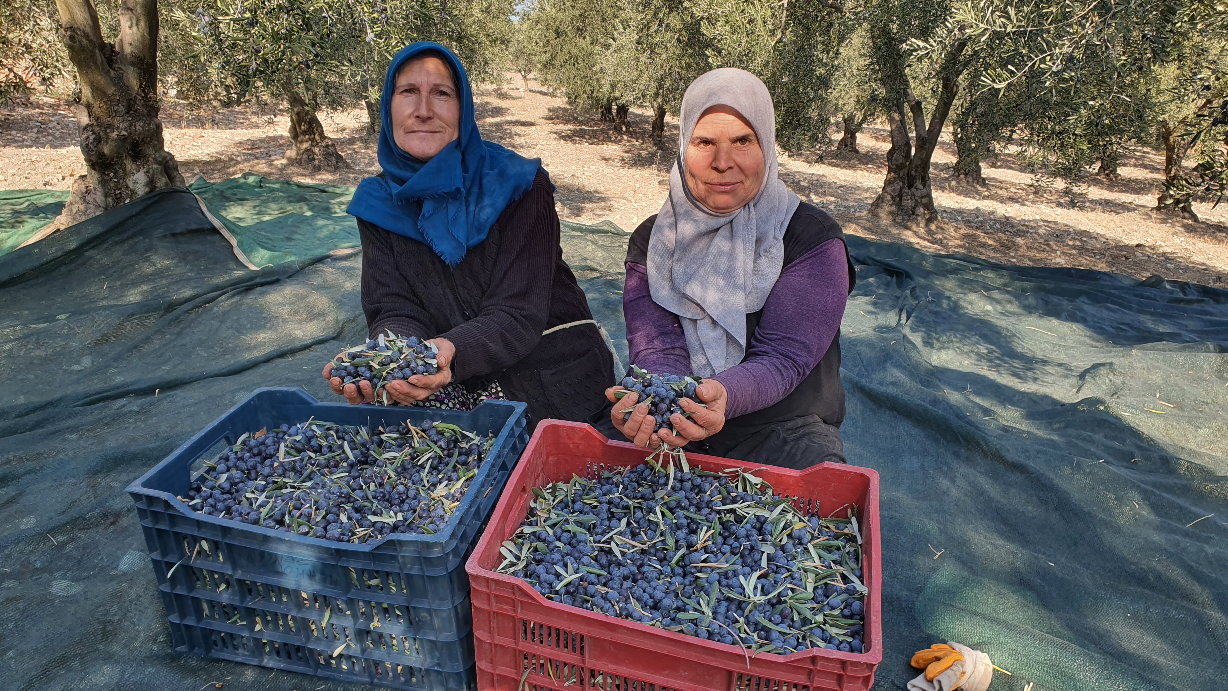 Demirci'de zeytin hasadı başladı