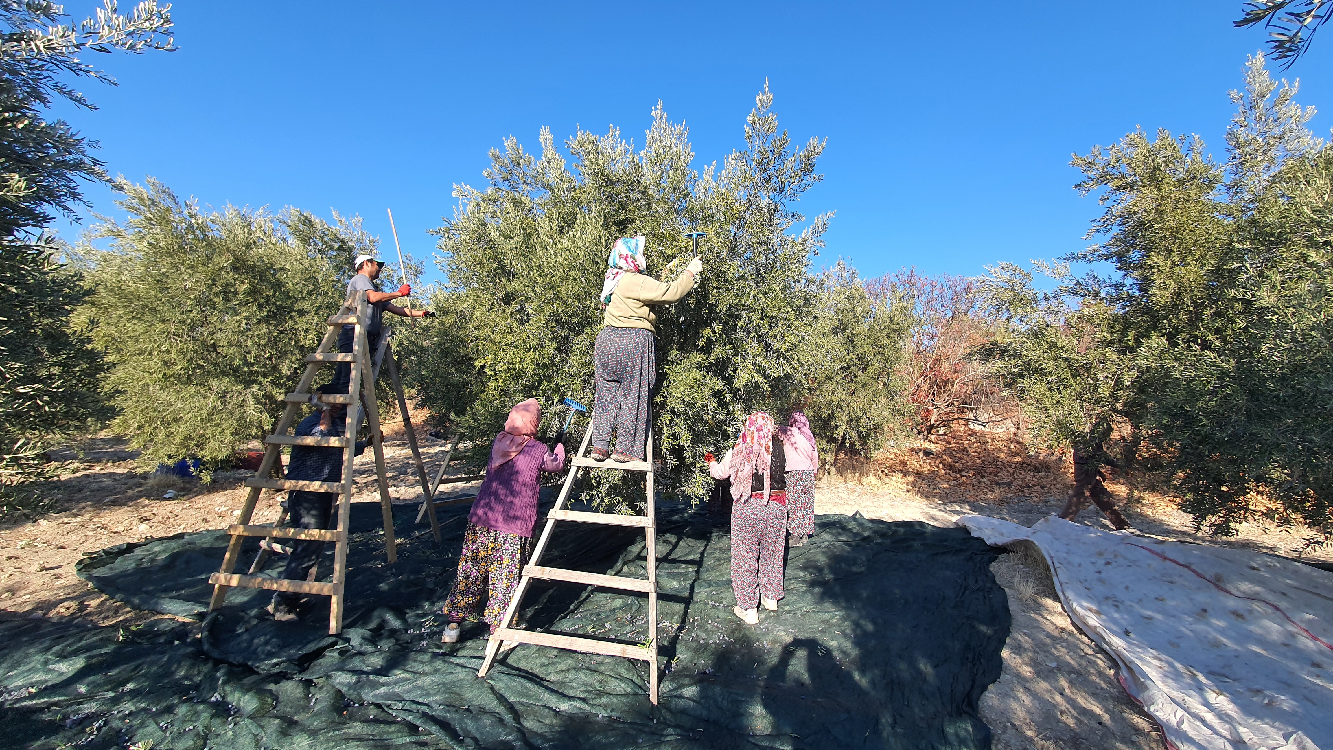 Demirci'de zeytin hasadı başladı 