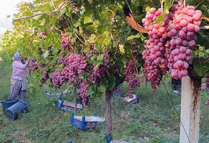 Dünyaca Ünlü Sultani Çekirdeksiz Üzümünün Yetiştirildiği Manisa (5)