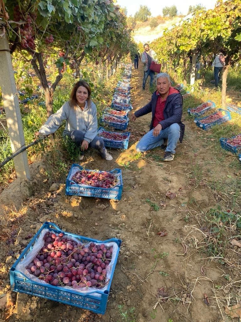 Dünyaca Ünlü Sultani Çekirdeksiz Üzümünün Yetiştirildiği Manisa (7)