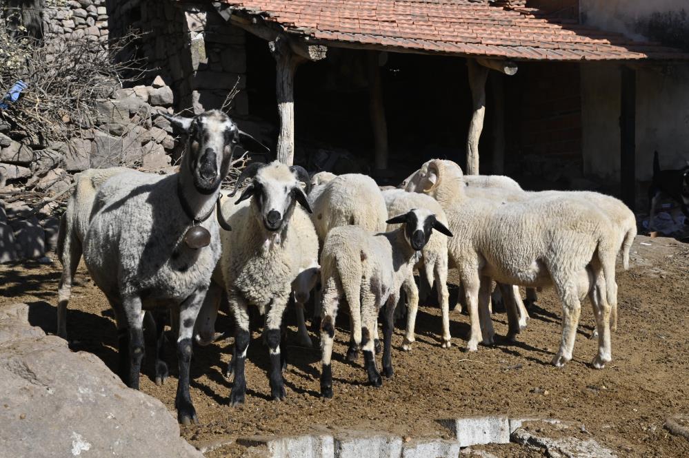 Manisa’da ‘Mavi Dil’ Hastalığıyla Mücadelede Ediliyor (2)