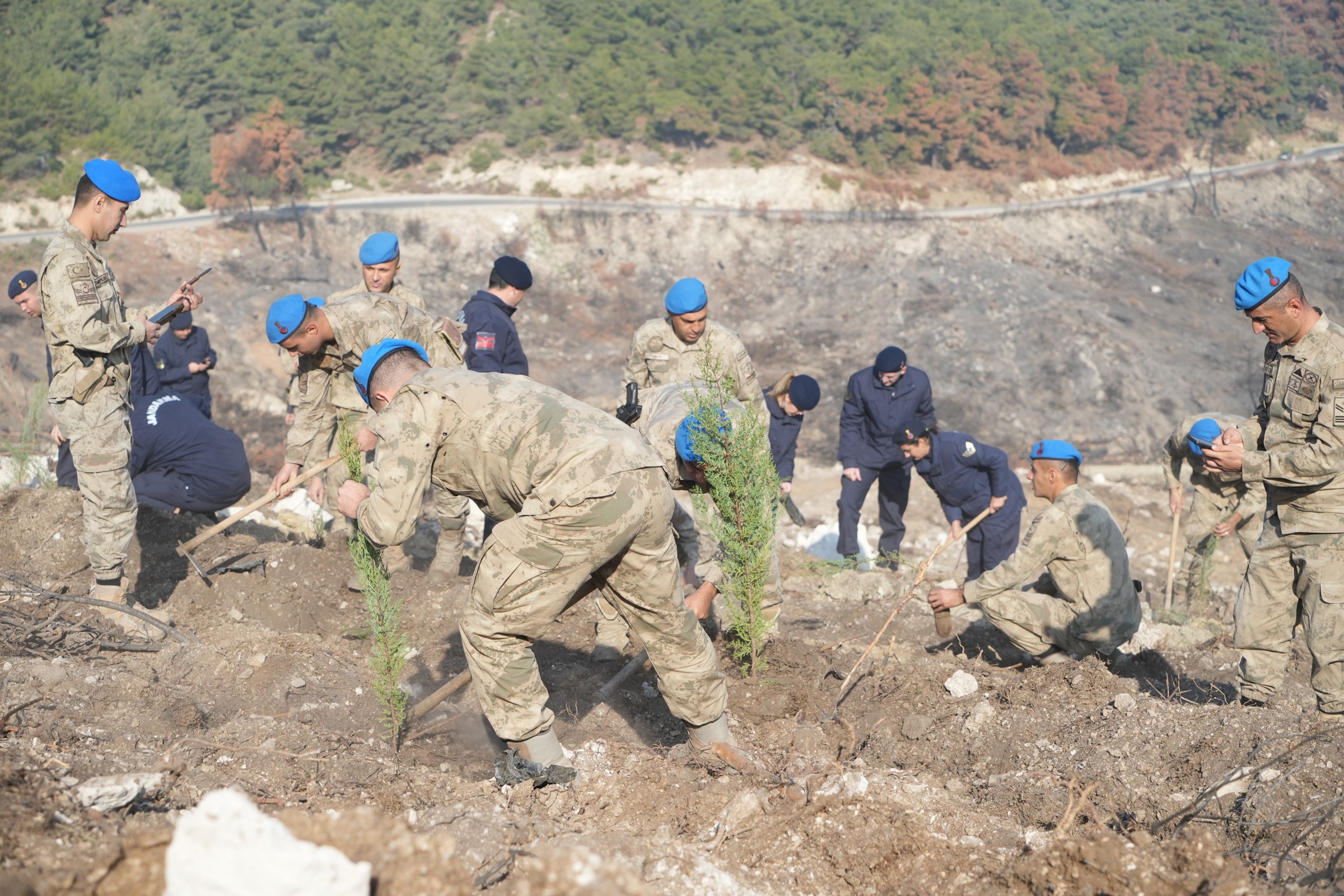 Manisa'da Yanan Alanlaryeşillendiriliyor (6)