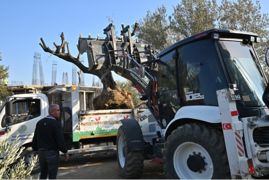 Manisa’da Zeytin Ağaçları Koruma Altına Alındı (1)