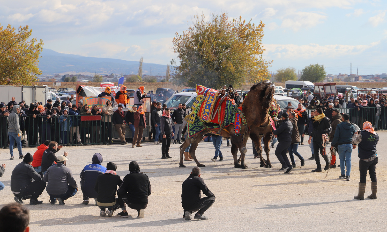 Manisa’nın Saruhanlı Ilçesinde Saruhanlı Deve Güreşleri Festivali Düzenlendi (1)