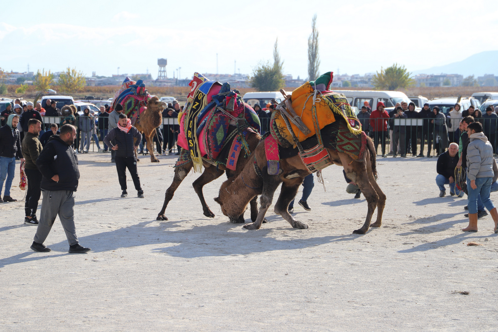 Manisa’nın Saruhanlı Ilçesinde Saruhanlı Deve Güreşleri Festivali Düzenlendi (7)