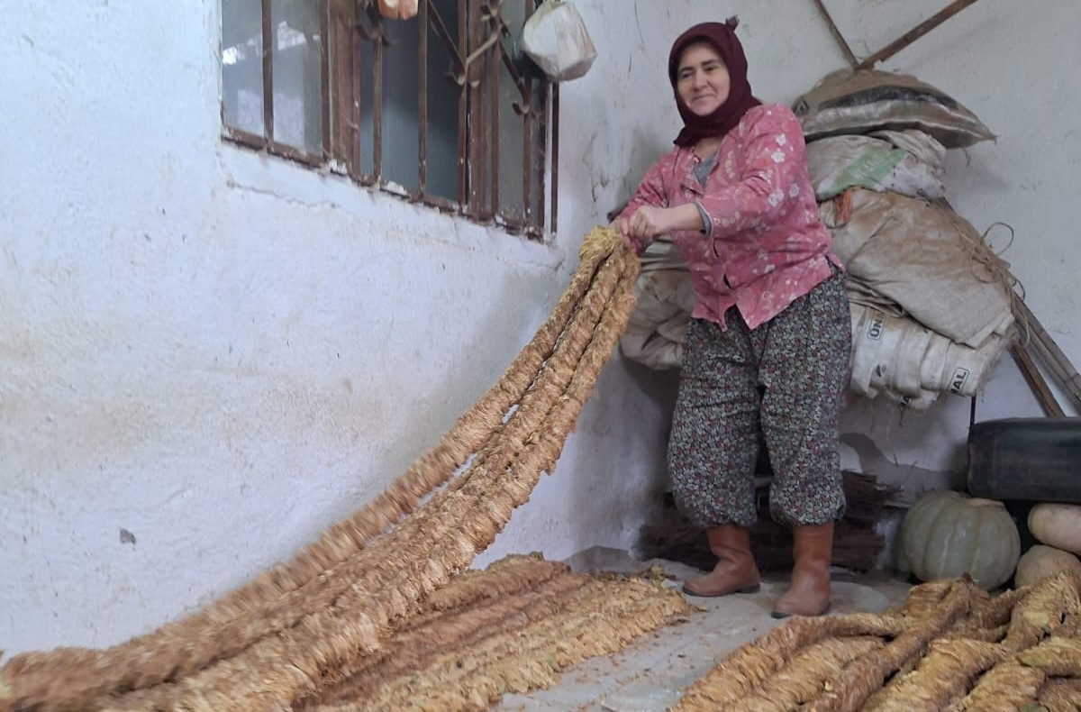 Manisalı Kadın Üretici 500 Kilo Tütün Yetiştirdi! (1)