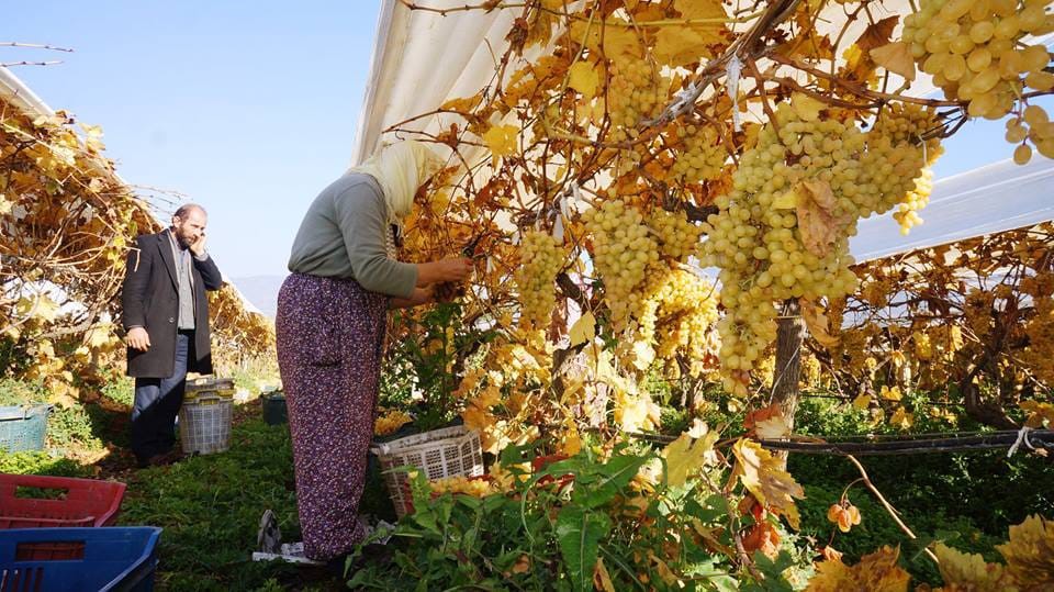 Manisa'nın Üzümü Yeni Yılın Ilk Sofralarını Tatlandıracak (5)