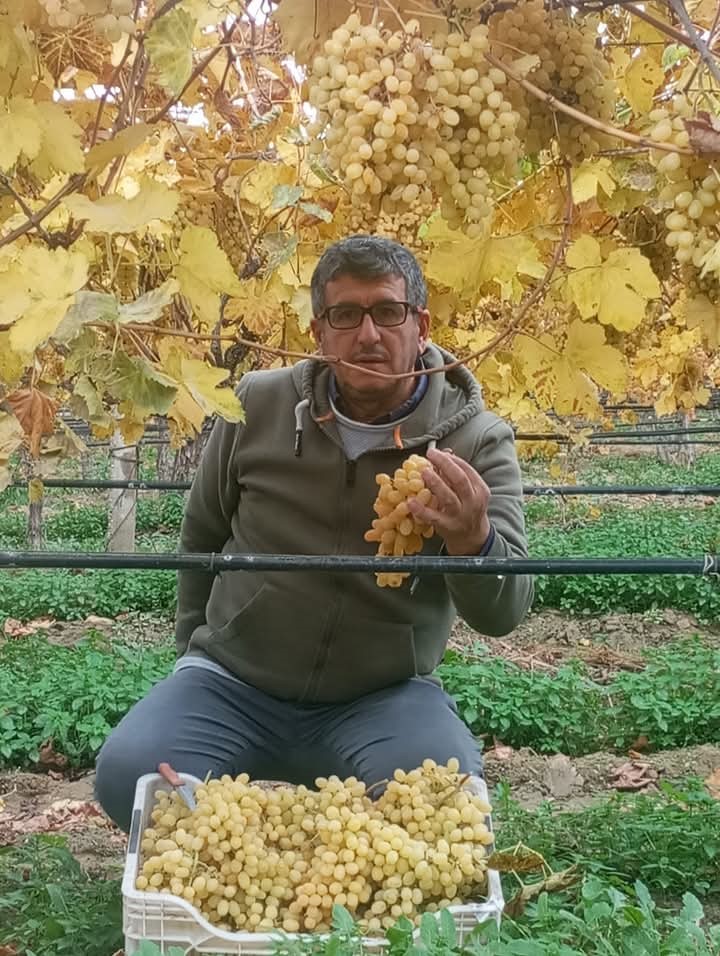 Manisa'nın Üzümü Yeni Yılın Ilk Sofralarını Tatlandıracak (6)