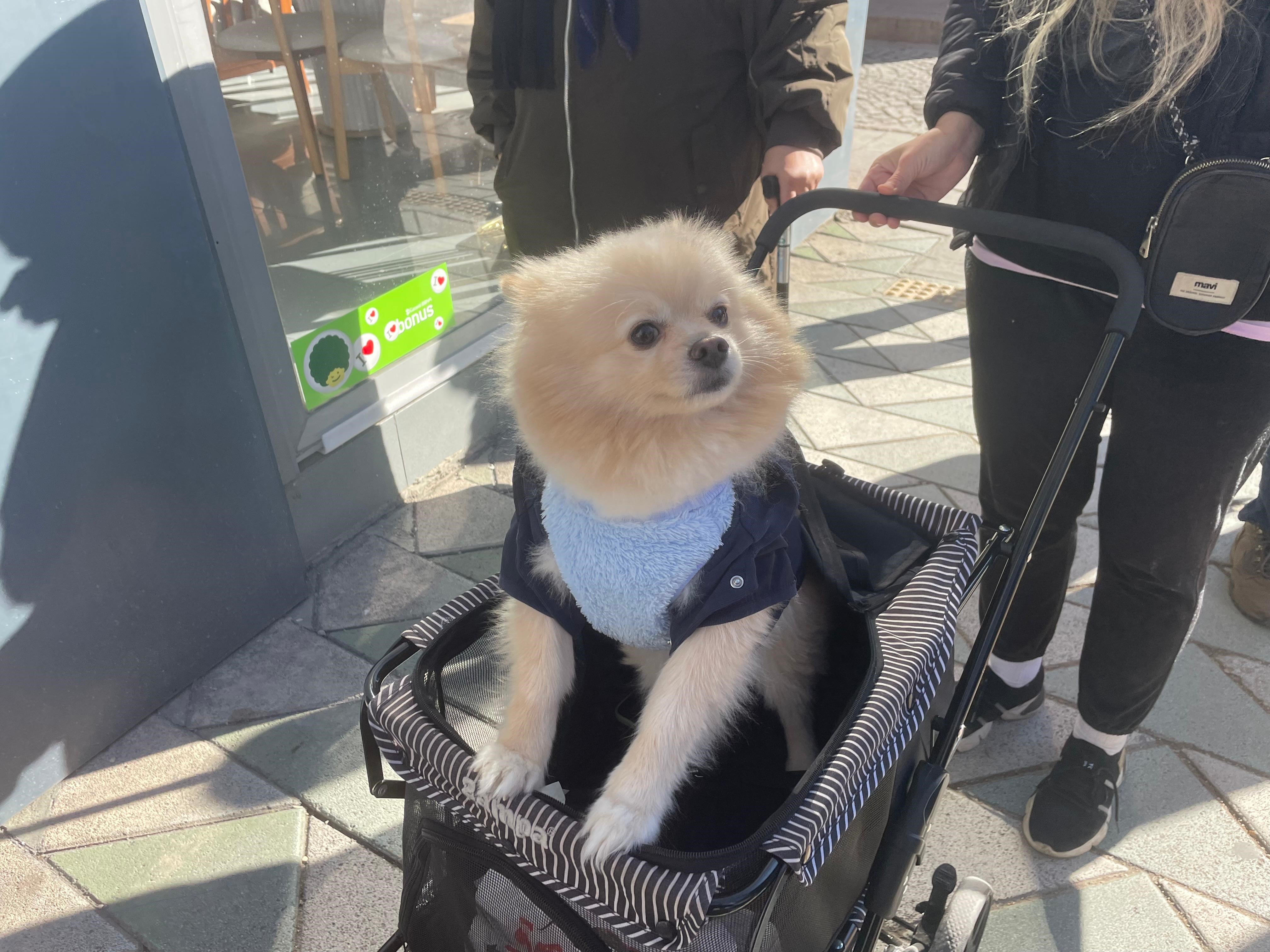 Köpeğini Gezdirme Arabasıyla Bebek Gibi Dolaştırıyor (1)