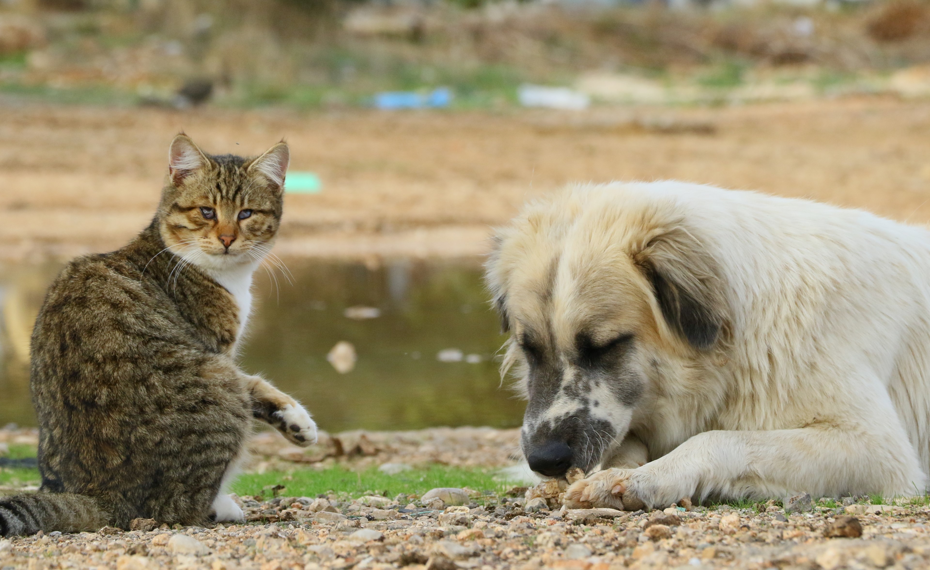 Ölürken Gözyaşlarına Boğulduğu Köpeğini Yaşadığı Barakaya Gömdü (1)-1