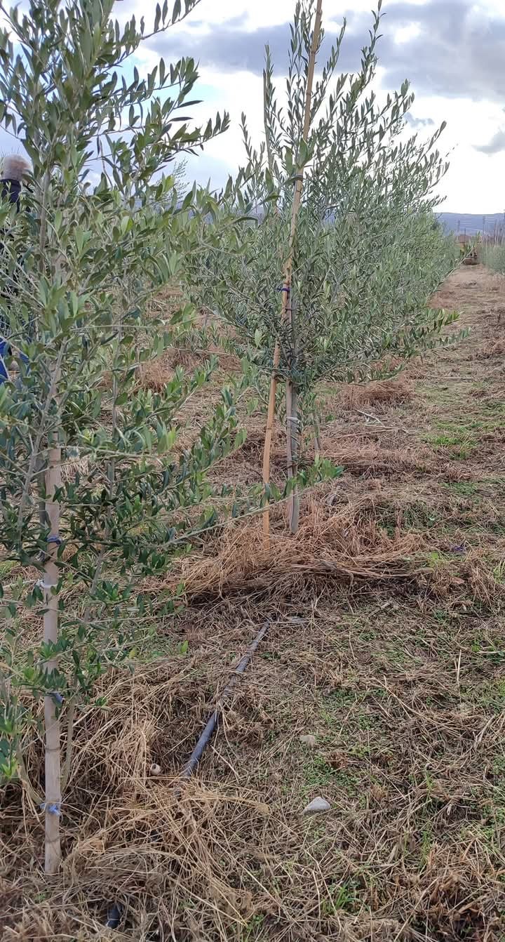 Arbequina Fidanları Manisa’da Yükseliyor (2)