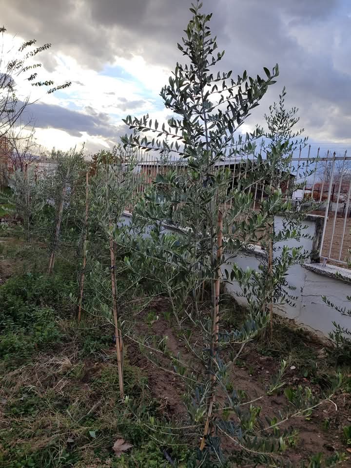 Arbequina Fidanları Manisa’da Yükseliyor (3)