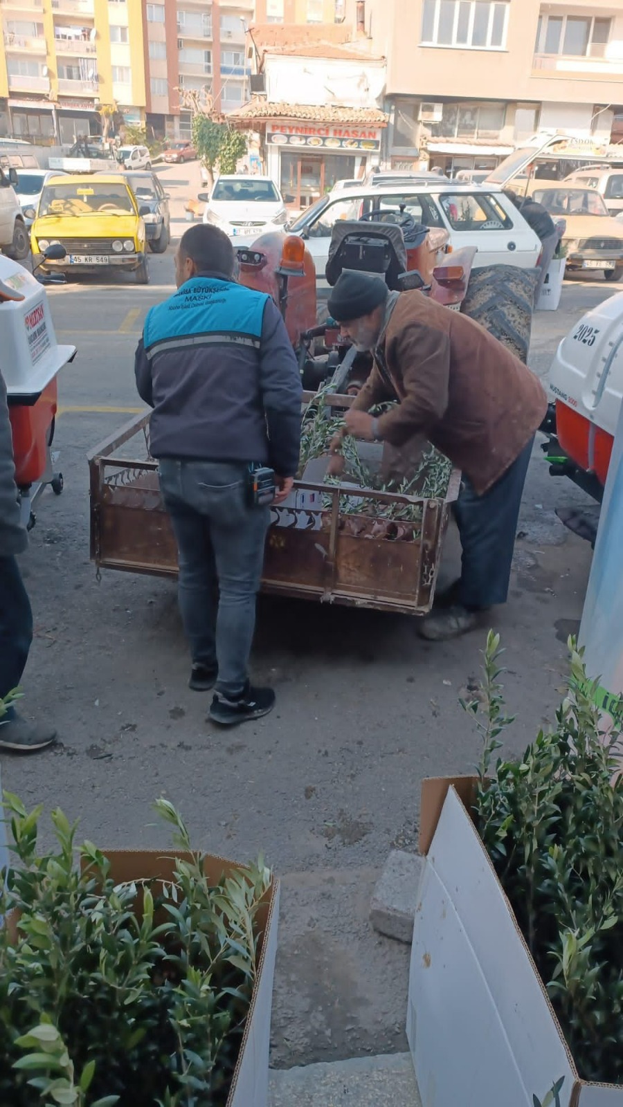 Kırkağaç’ta Arbequina Zeytin Fidanı Dağıtımı Başladı (2)