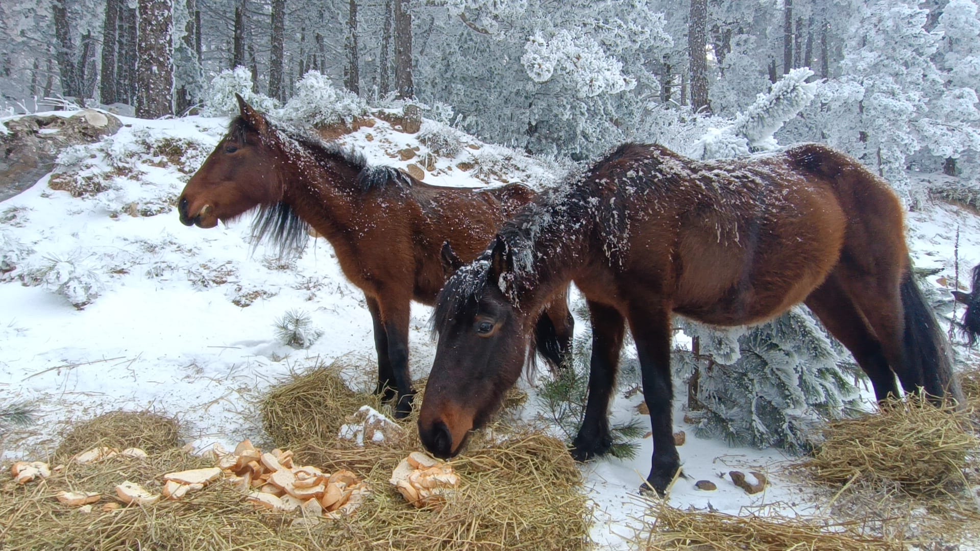 Beyaz Spil'in Kara Talihi! (4)