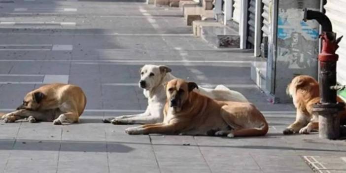 Başkan Gök Açıkladı, Barınaklarda Muhafaza Edilmesi Şart! (2)