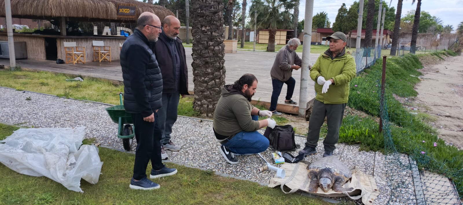 Yılancı Burnu'nda Caretta Caretta Ölü Bulundu (4)