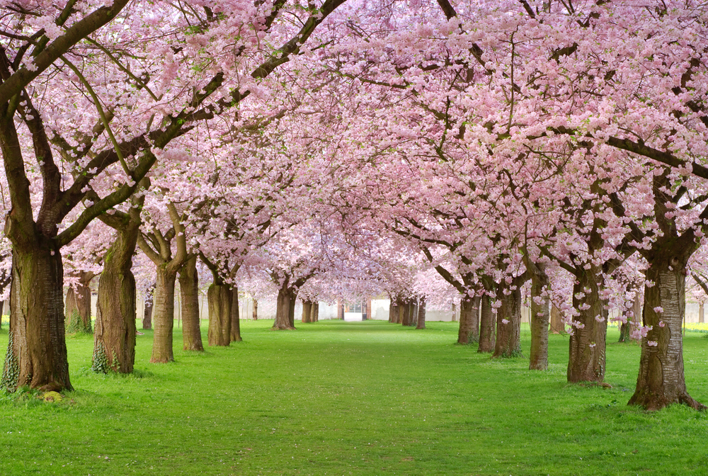 Sakura ne demek? Sakura'nın hikayesi, anlamı...
