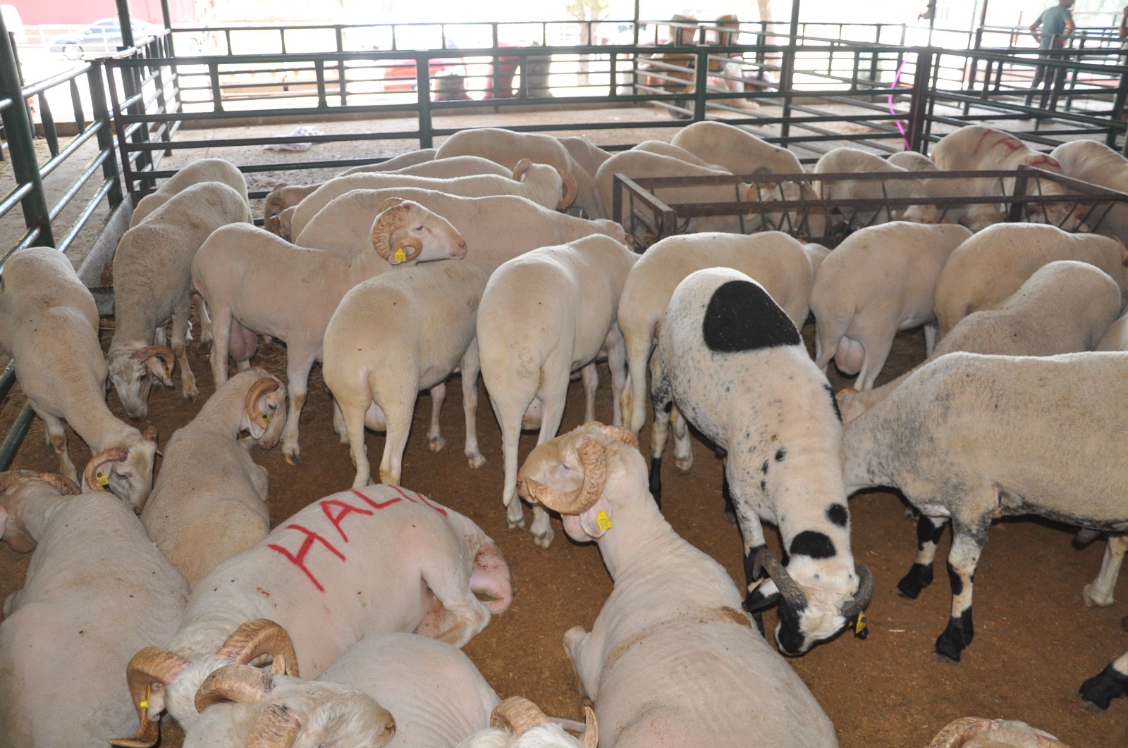 Kurban Fiyatları Cep Yakıyor Manisa’da Kurbanlık Fiyatları 35 Bin Liraya Kadar Dayandı (3)