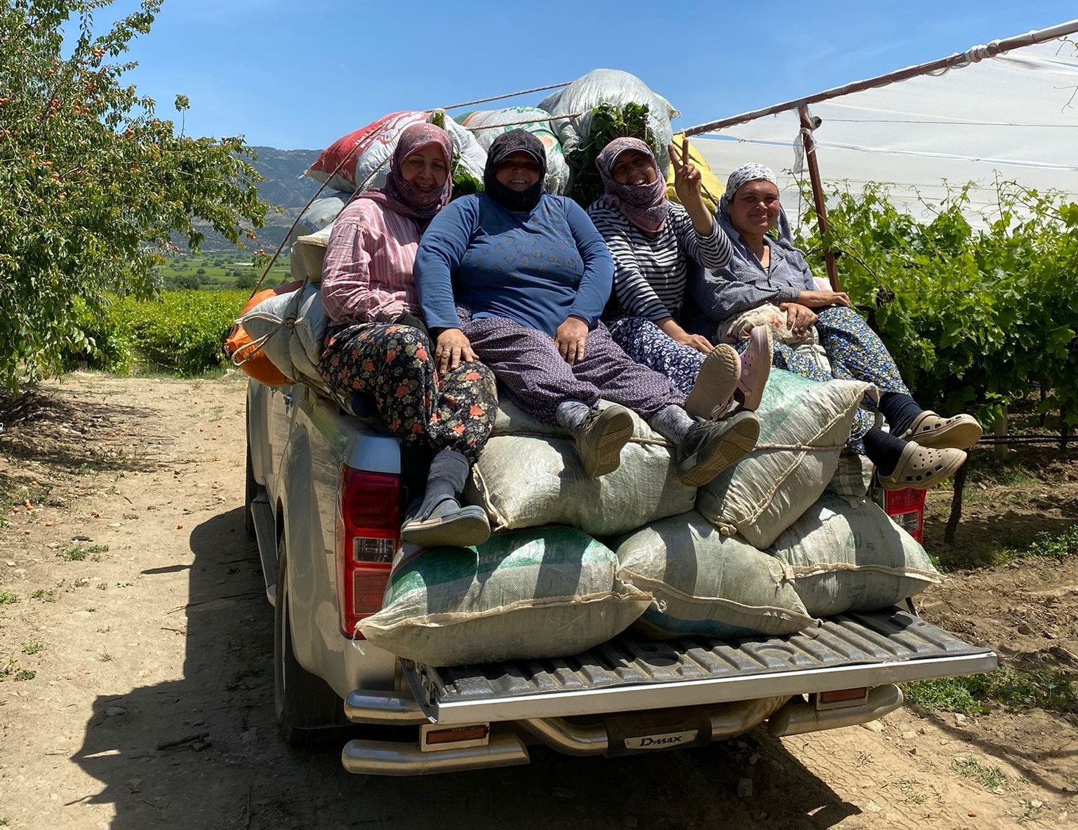 Manisa Bağlarında Zamanla Yarış Sultaniye Üzümünde Kalite Mücadelesi (1)