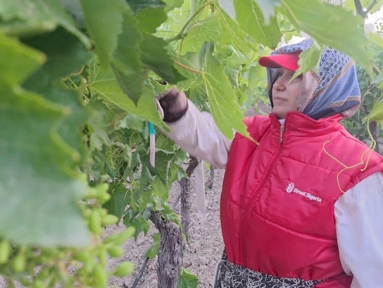 Manisa Bağlarında Zamanla Yarış Sultaniye Üzümünde Kalite Mücadelesi (4)