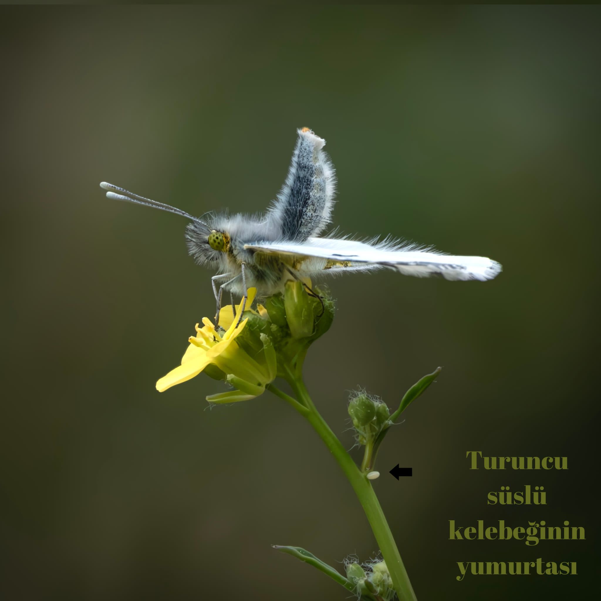 Mani̇sa Renkli̇ Canlilar Kuş (5)