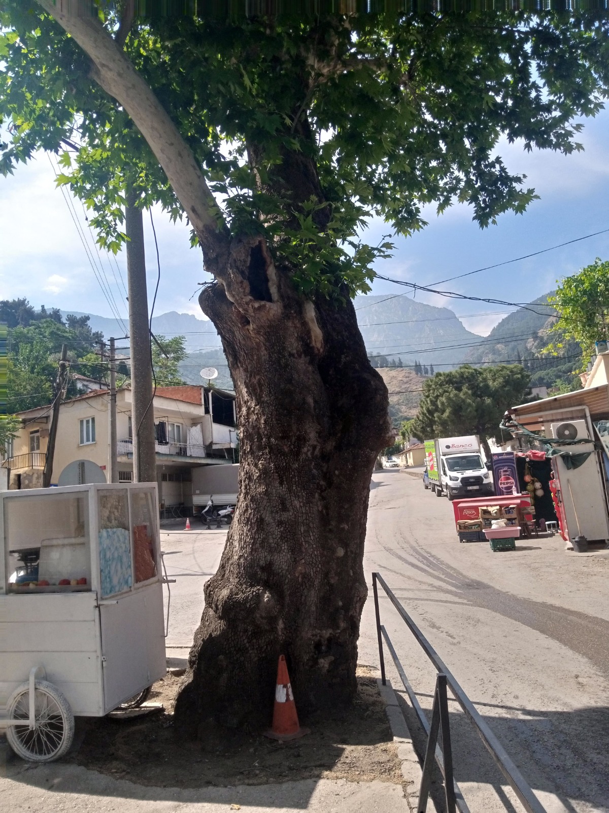Manisa’da Doğal Miras Tabela Gölgesinde 157 Yıllık Çınara Zarar Veriliyor (2)