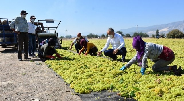 Manisalı Çiftçileri Bekleyen Büyük Tehlike (3)