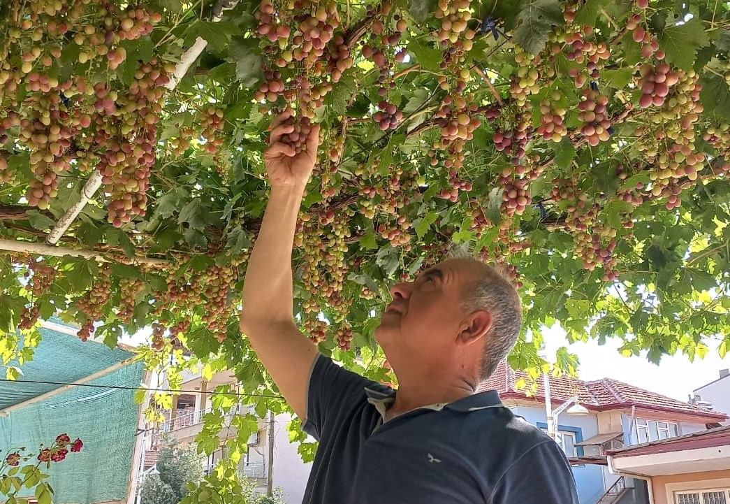 Manisa’da Ilk Üzümler Dalından Komşuya (1)