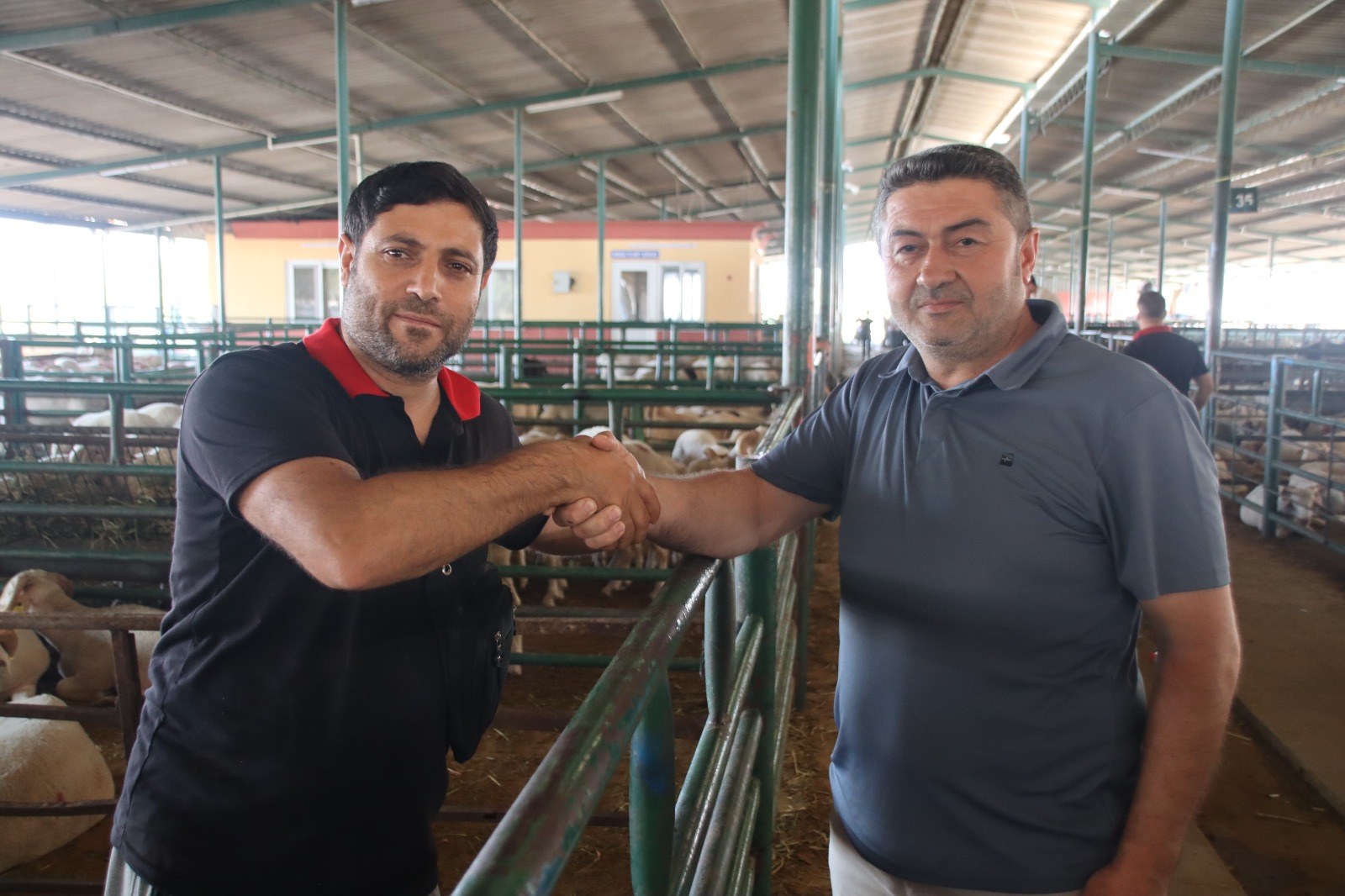 1 Tonluk Kurbanlık O Fiyata Manisa'da Alıcı Bekliyor (1)-1