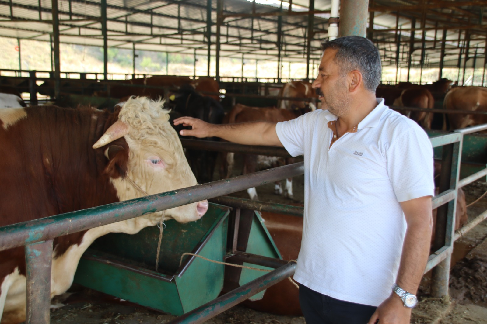 1 Tonluk Kurbanlık O Fiyata Manisa'da Alıcı Bekliyor (2)