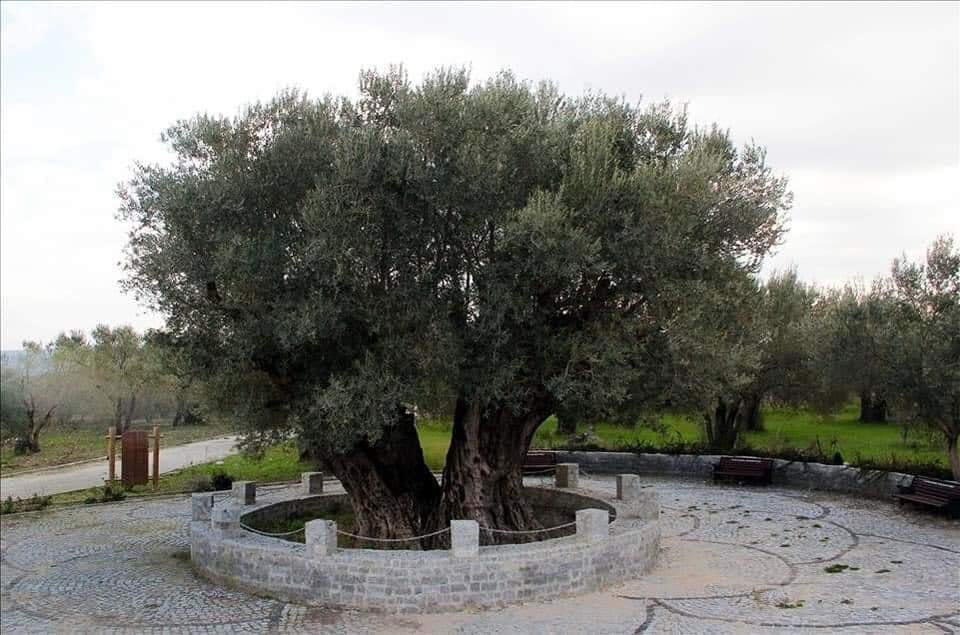 Manisa’daki Bu Ağaç Hz. İsa Ile Yaşıt (1)-1